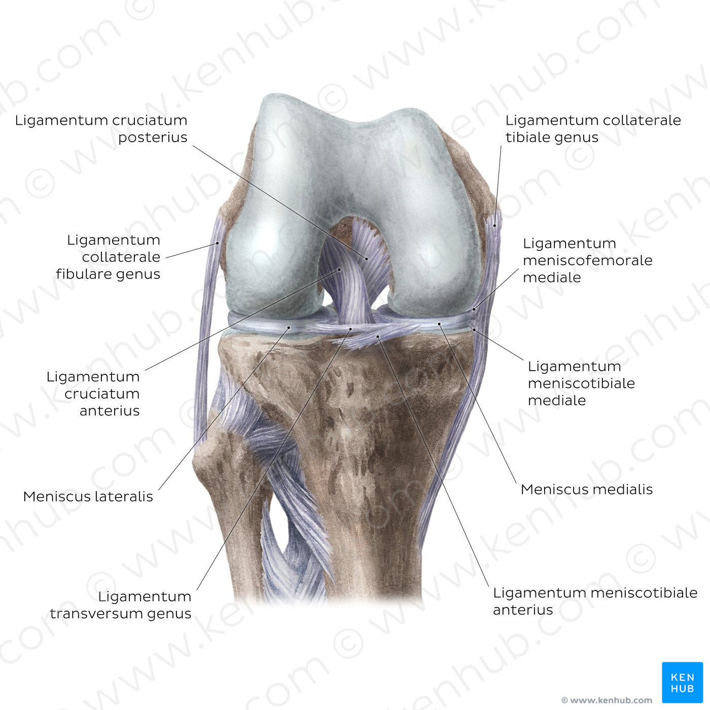 Knee joint: Intracapsular ligaments and menisci (anterior view) (Latin)