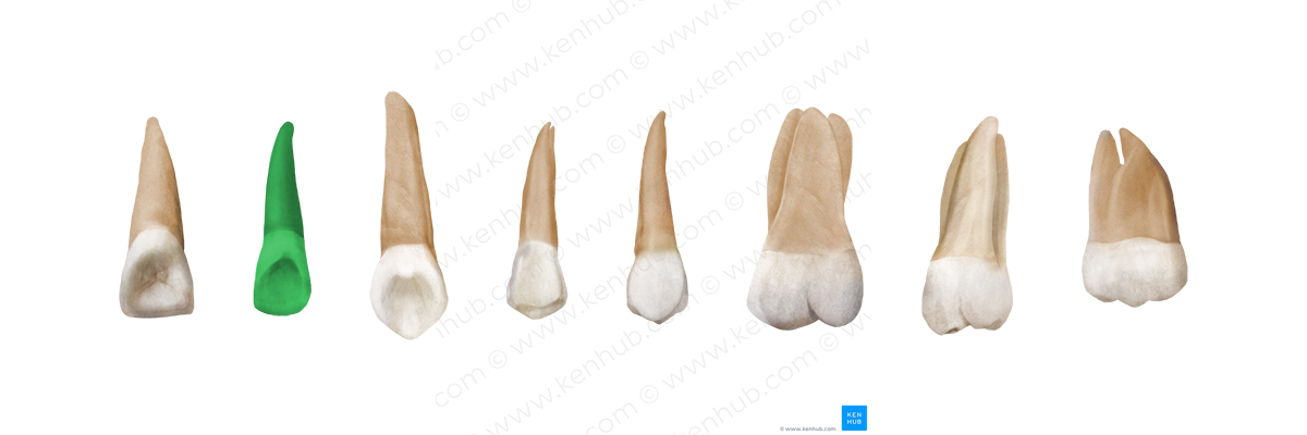 Lateral incisor tooth (#3208)