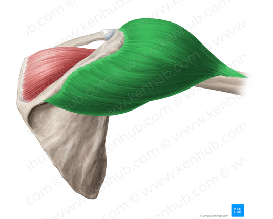 Deltoid muscle (#5285)