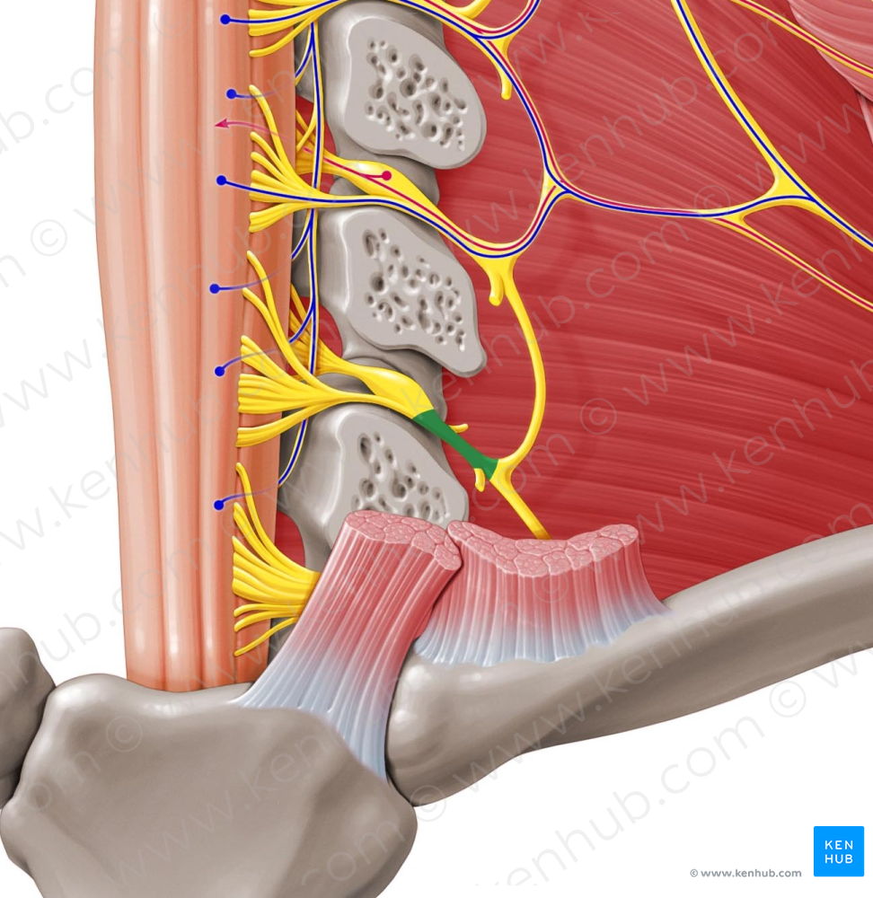 Spinal nerve C5 (#6742)