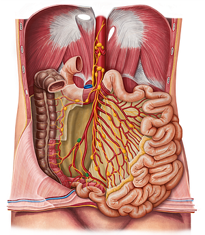 Ileocolic lymph nodes (#7009)