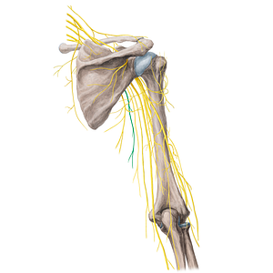 Long thoracic nerve (#21772)