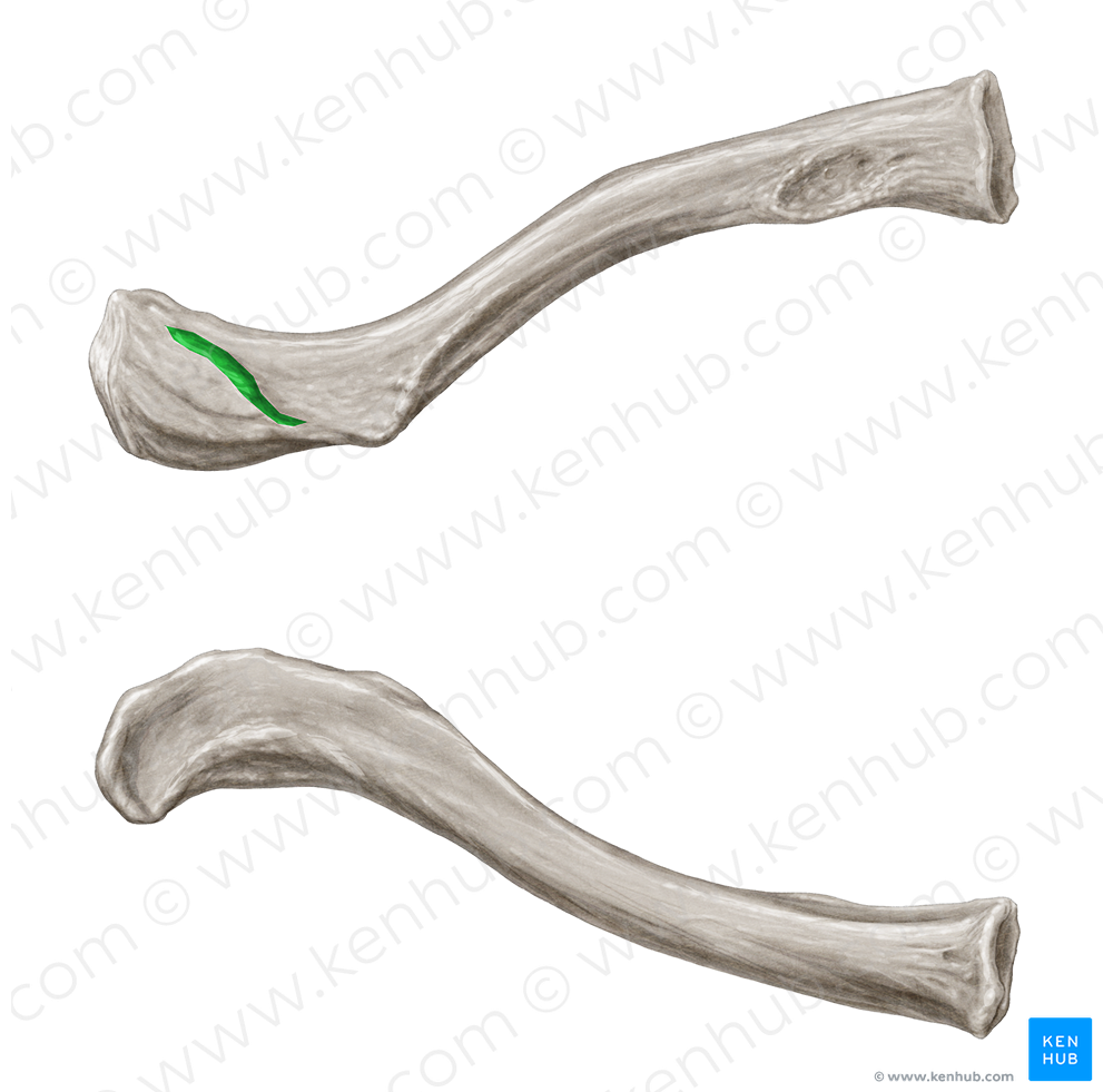 Trapezoid line of clavicle (#4731)
