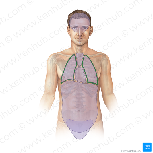 Pleural cavity (#19447)