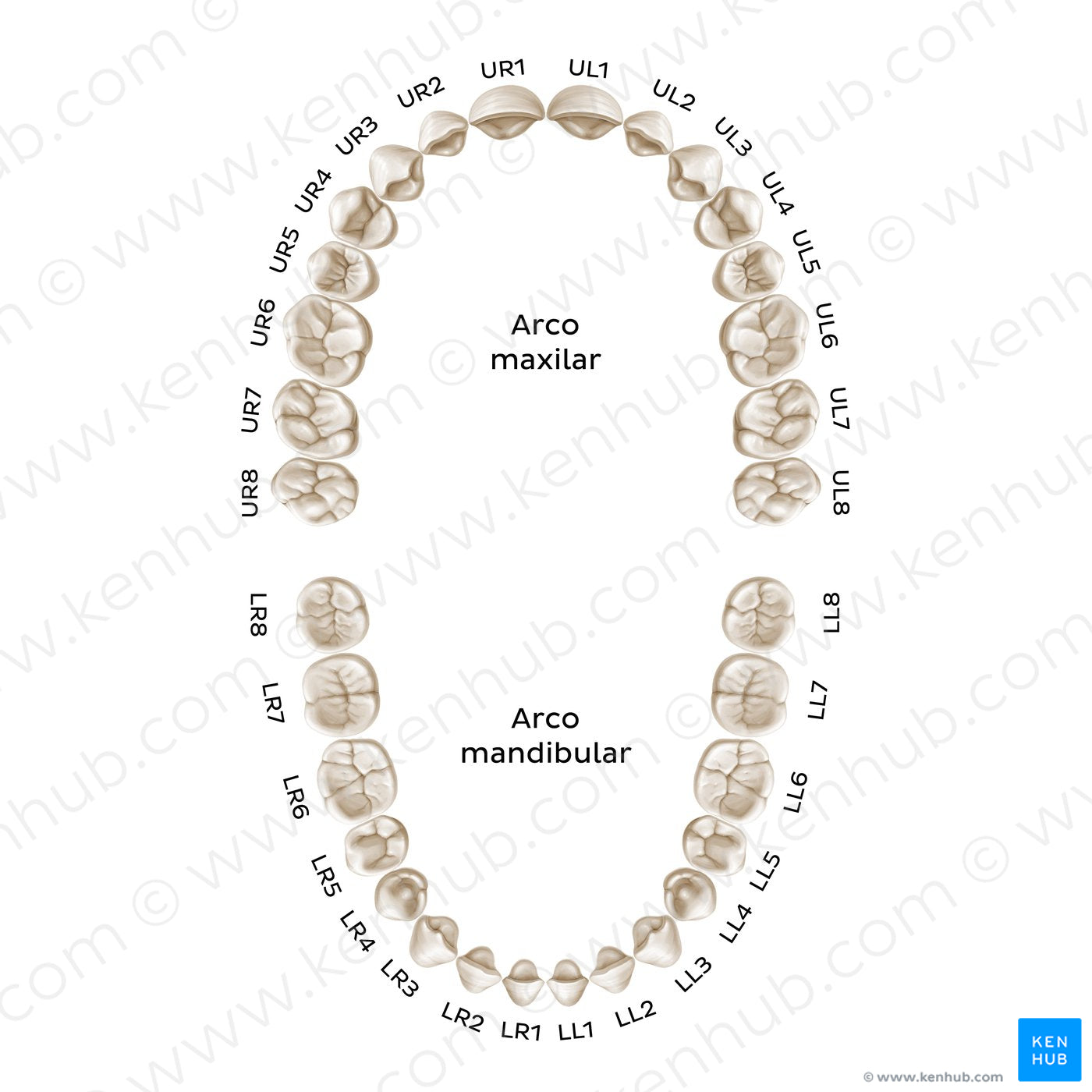 Alphanumeric Notation (permanent teeth) (Spanish)
