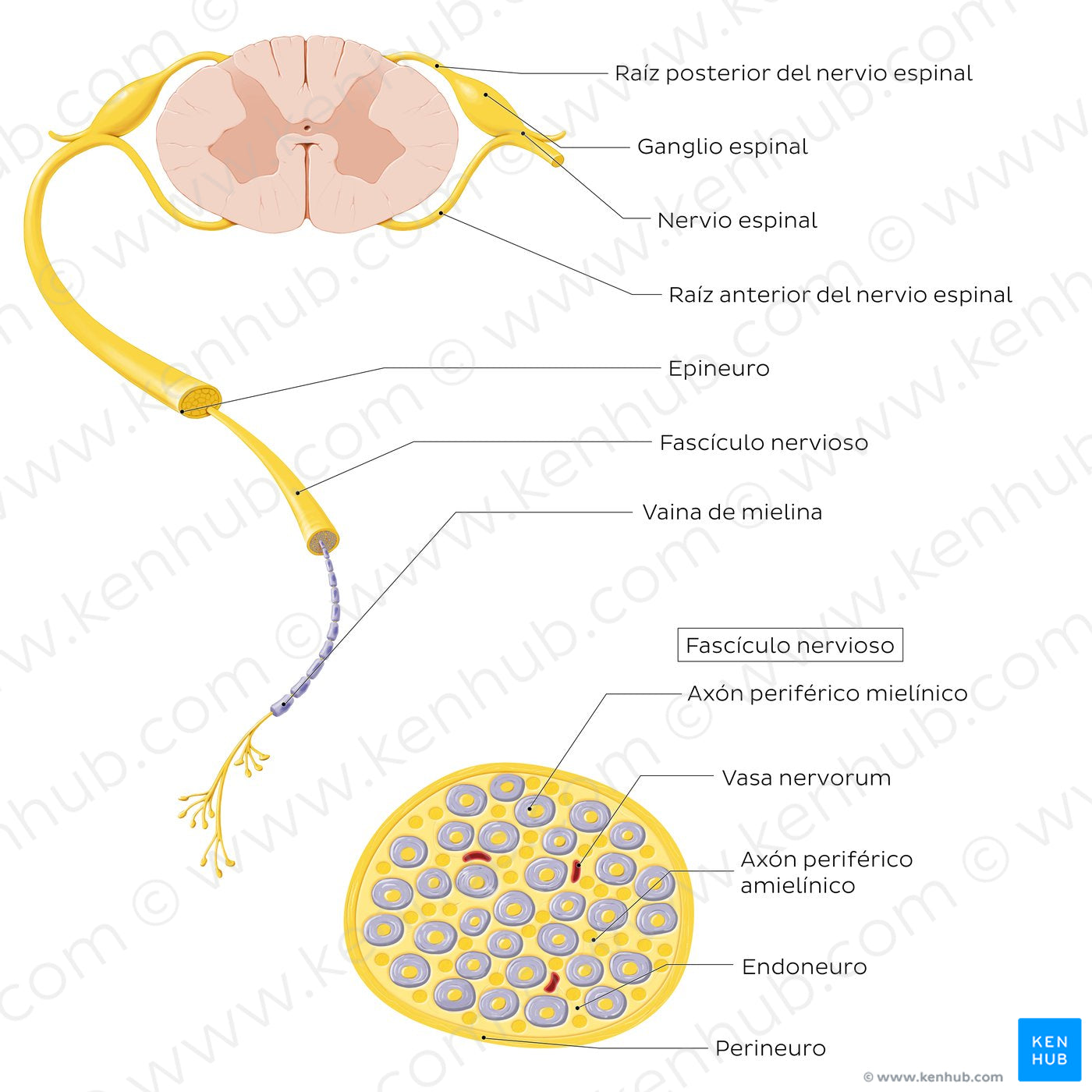 Nerve (cross section) (Spanish)
