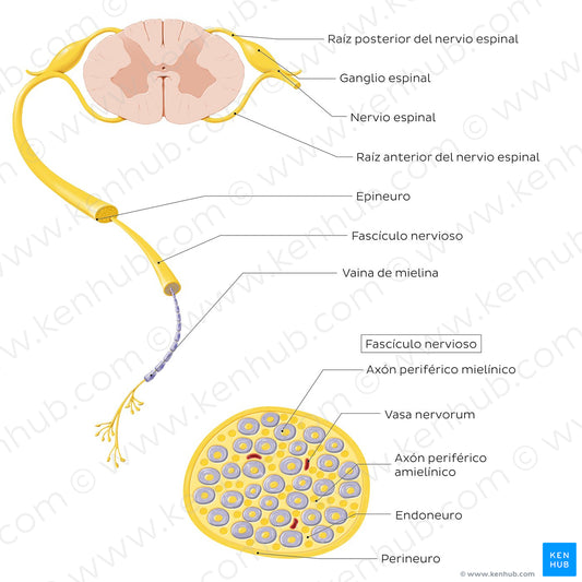 Nerve (cross section) (Spanish)