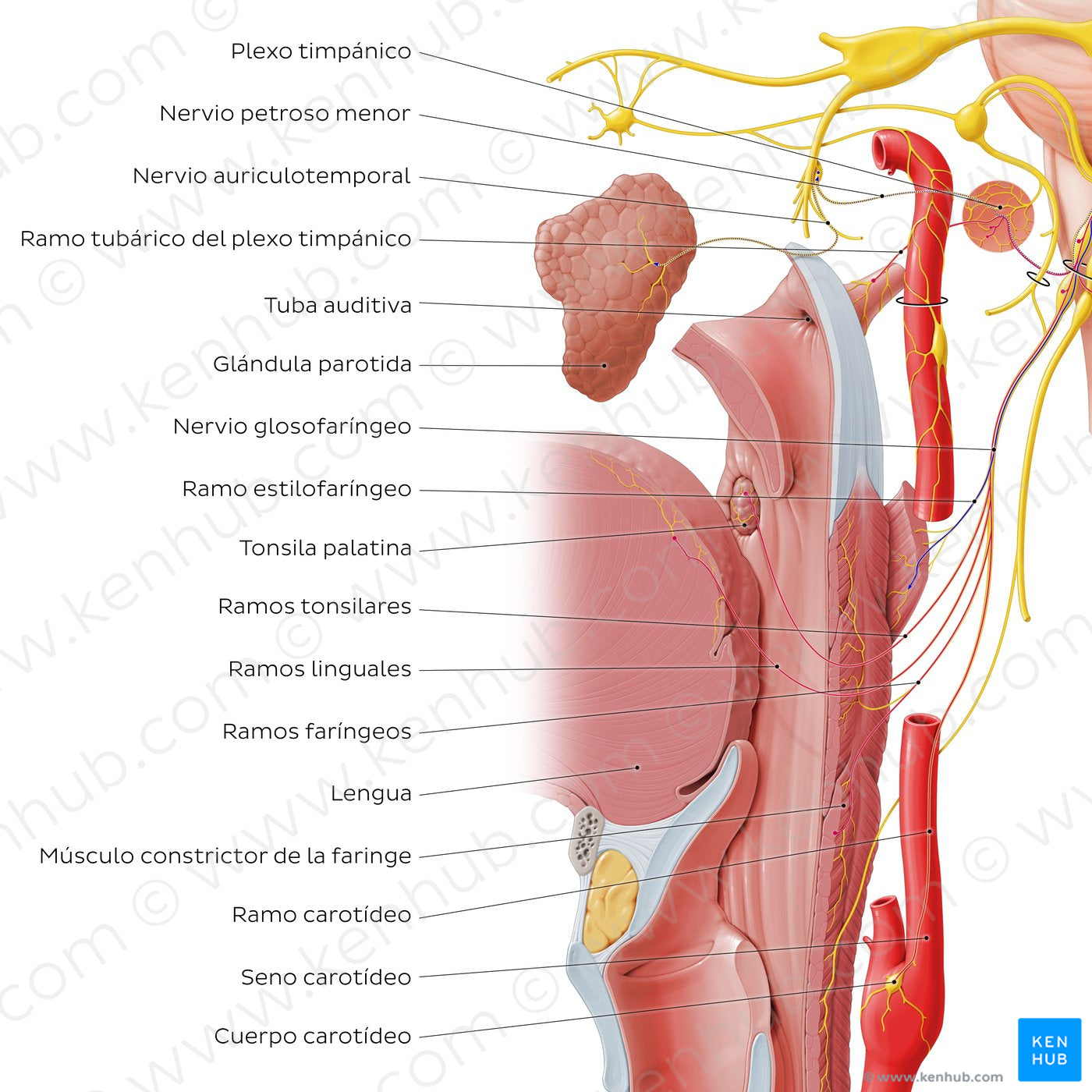 Glossopharyngeal nerve (distal branches) (Spanish)