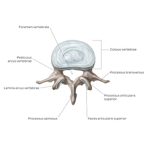 Typical vertebra (Latin)