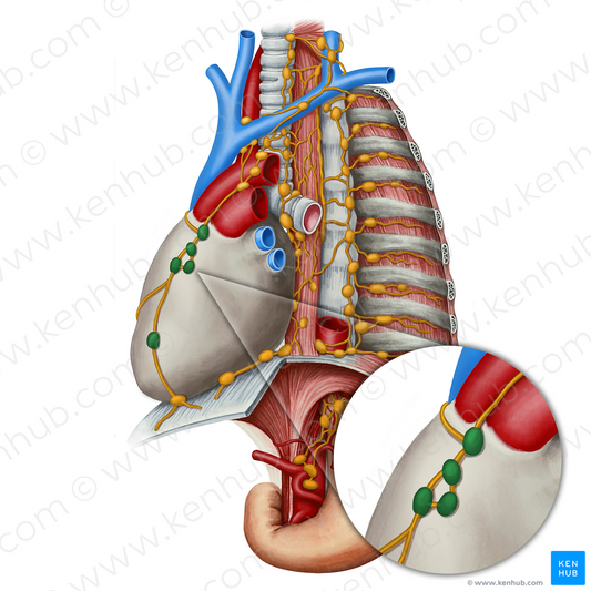 Prepericardial lymph nodes (#21823)