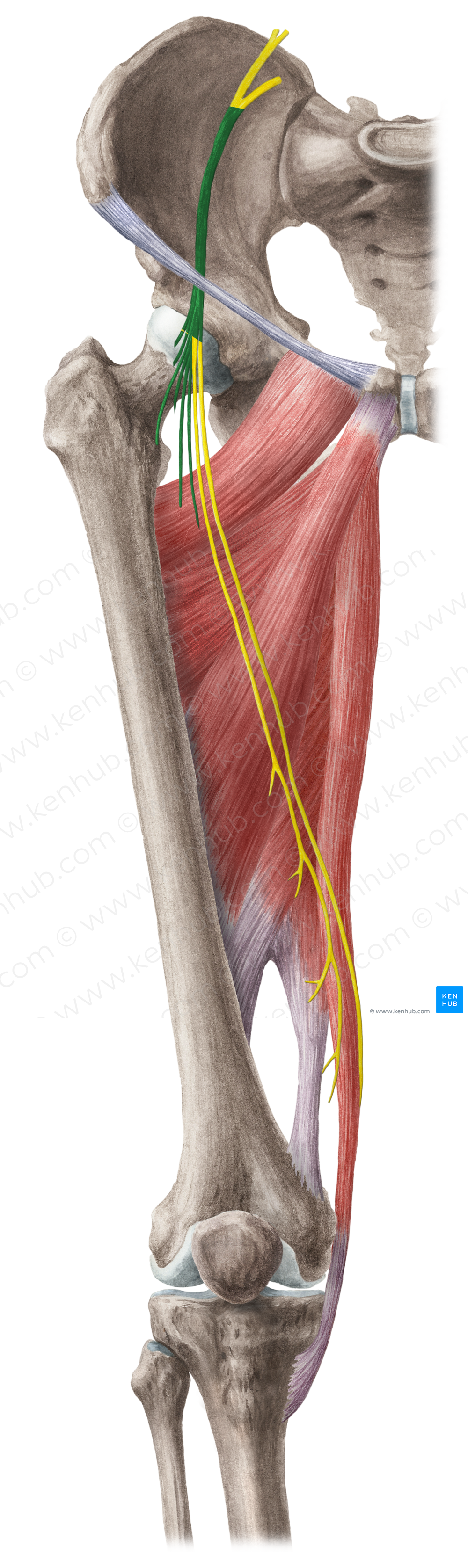 Femoral nerve (#6419)