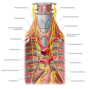 Nerves of the heart (German)