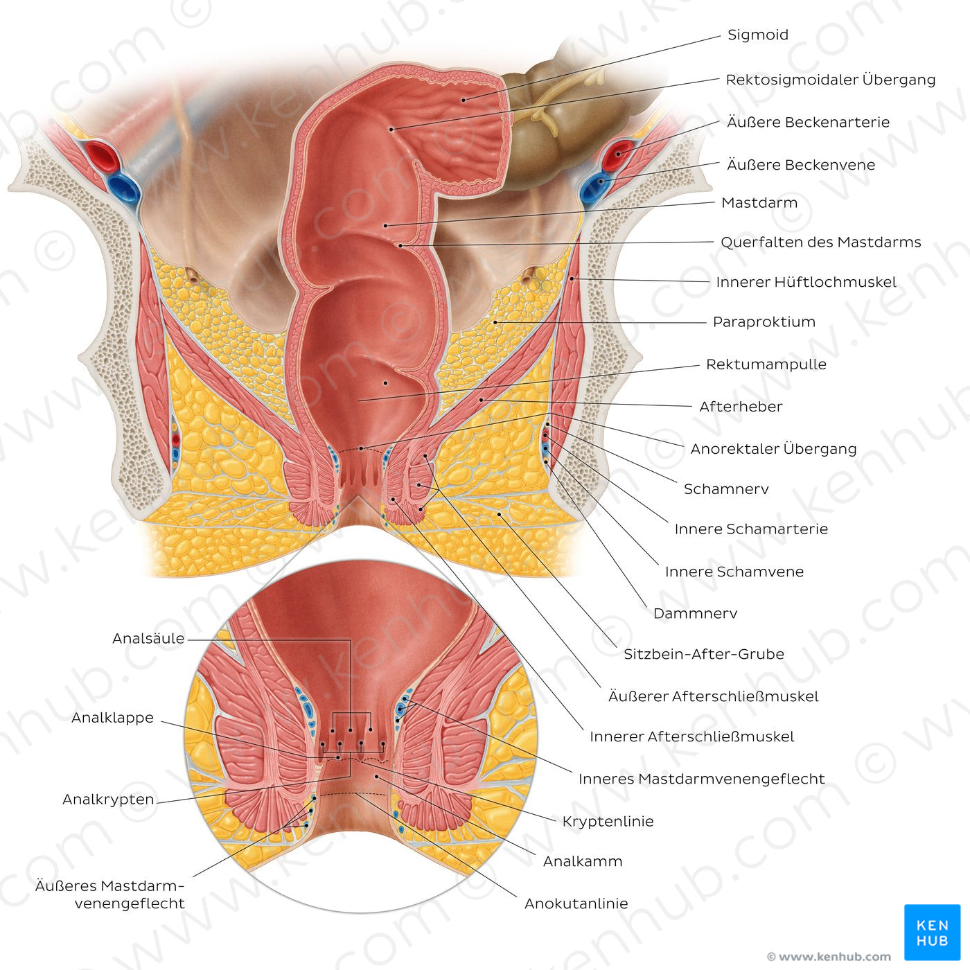 Rectum and anal canal (German)