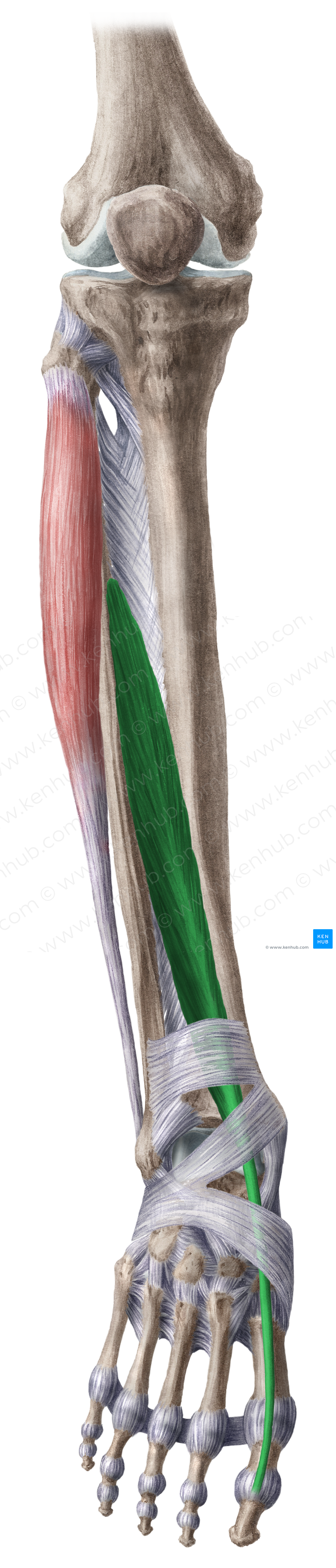 Extensor hallucis longus muscle (#5337)