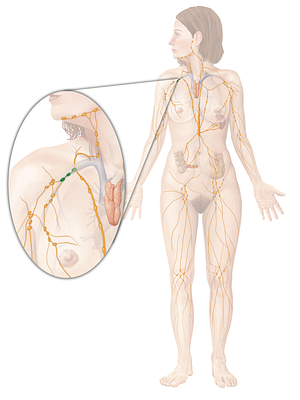 Subclavian lymph nodes (#9640)