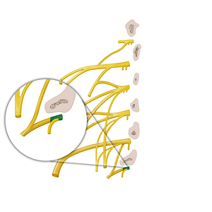 Anterior ramus of spinal nerve L5 (#12889)