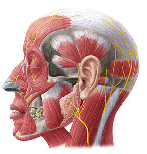 Zygomaticotemporal nerve (#6914)