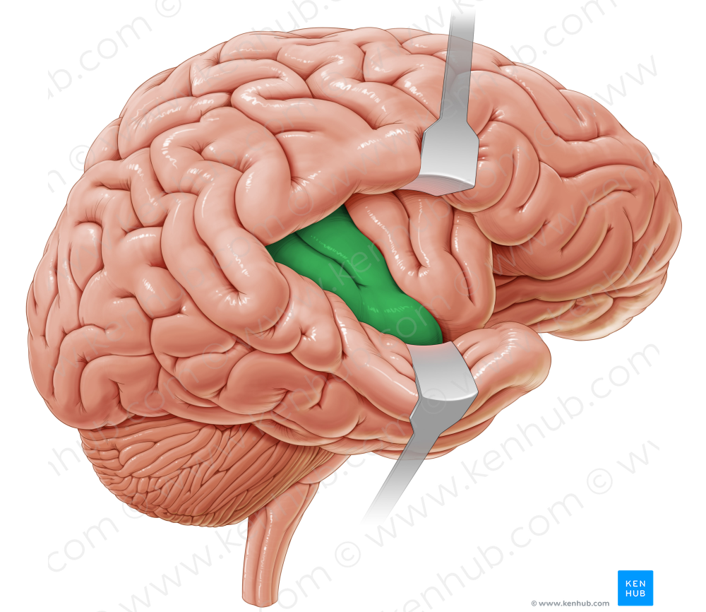 Long gyrus of insula (#4185)