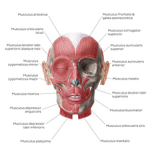 Muscles of facial expression (Latin)