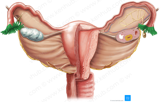 Fimbriae of uterine tube (#3645)