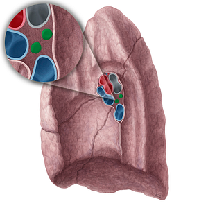 Bronchopulmonary lymph nodes of right lung (#7097)