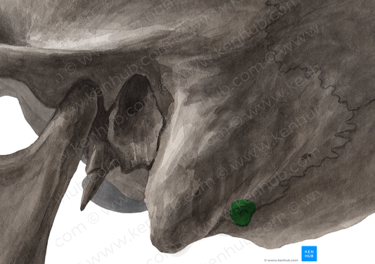 Mastoid foramen (#3770)