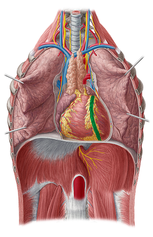 Anterior interventricular sulcus (#9268)