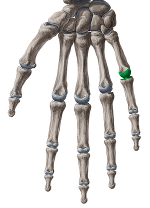 5th metacarpophalangeal joint (#2028)