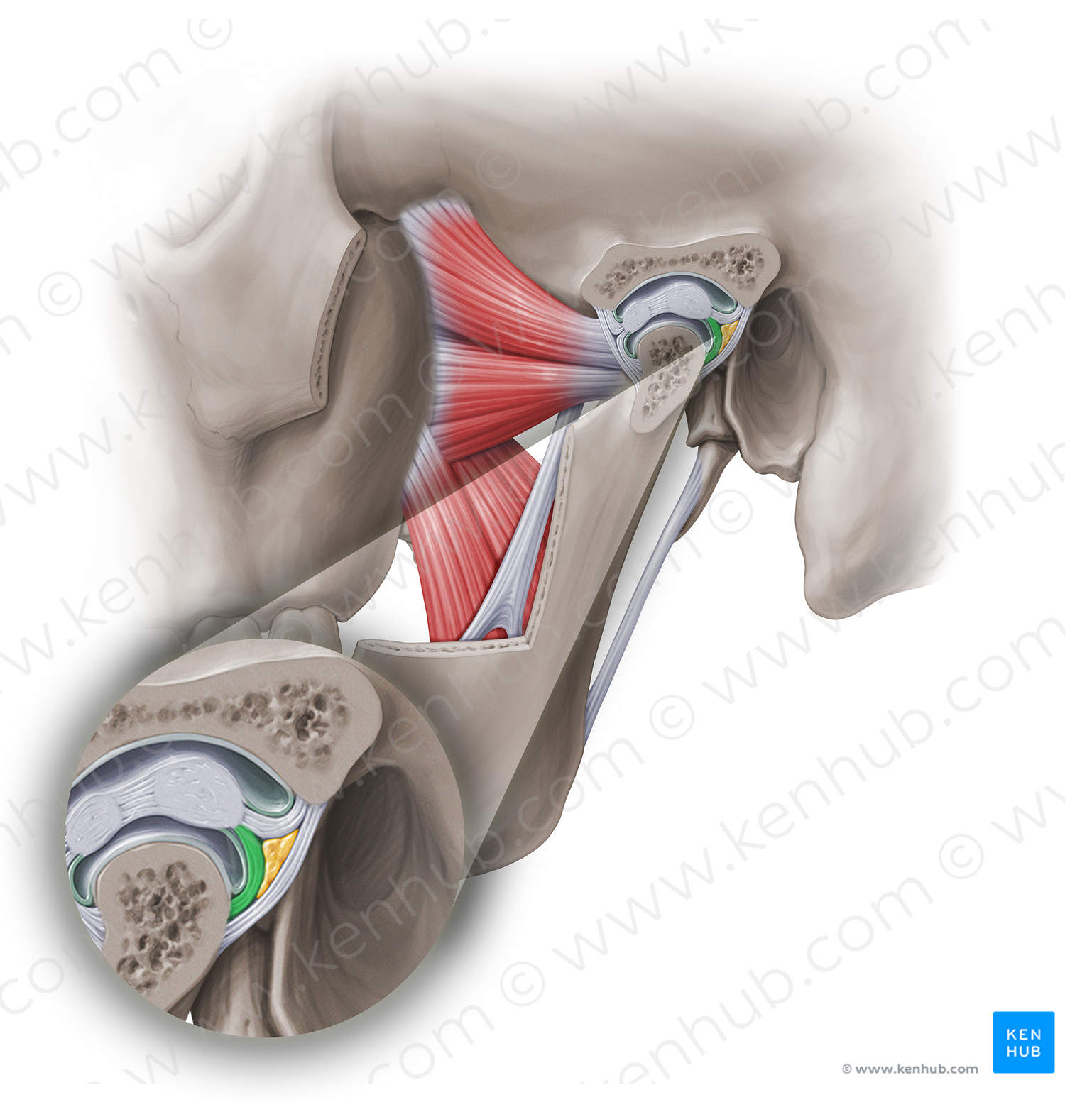 Posterior mandibular attachment of articular disc of temporomandibular joint (#18972)