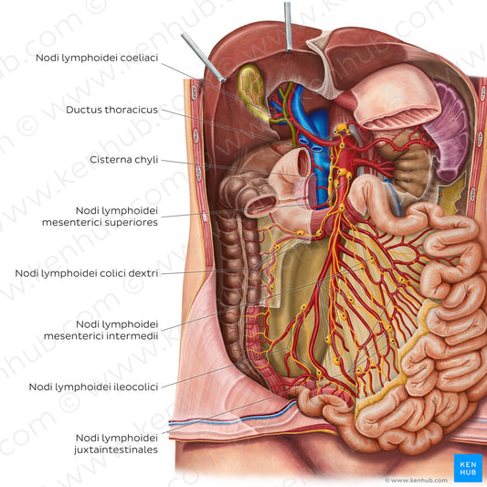 Lymph nodes of the small intestine (Latin)