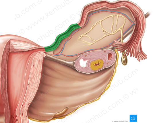 Isthmus of uterine tube (#4337)