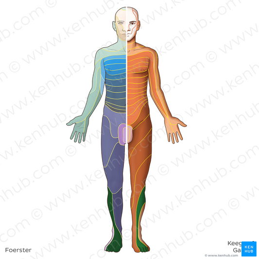 L5 dermatome (#20786)