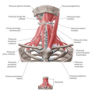 Muscles of the anterior neck (Portuguese)