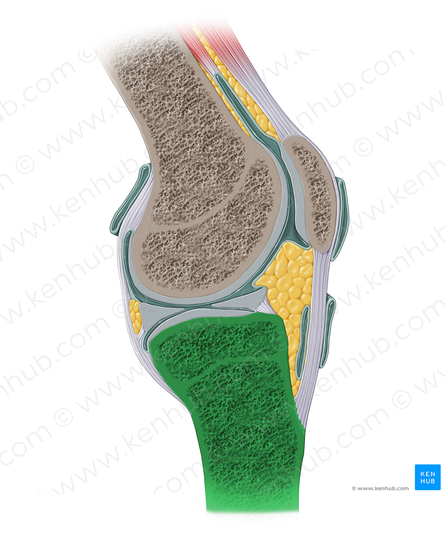 Tibia (#13927)