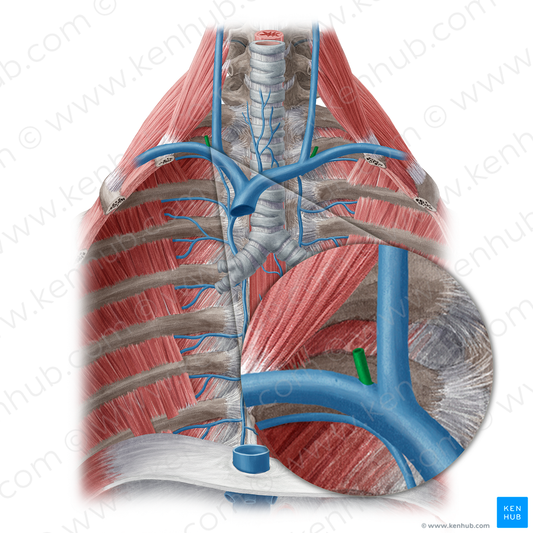 External jugular vein (#20480)