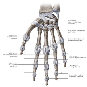 Ligaments of the metacarpals and phalanges: Palmar view (Portuguese)