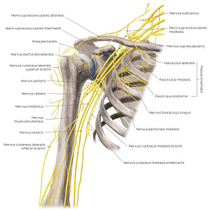 Nerves of the arm and the shoulder - Anterior view (Latin)