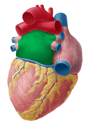 Left atrium of heart (#2113)