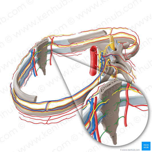 Sternal branches of internal thoracic artery (#8569)