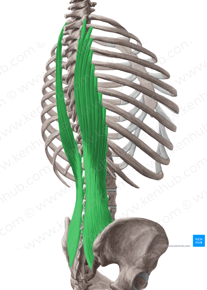 Longissimus thoracis muscle (#5577)