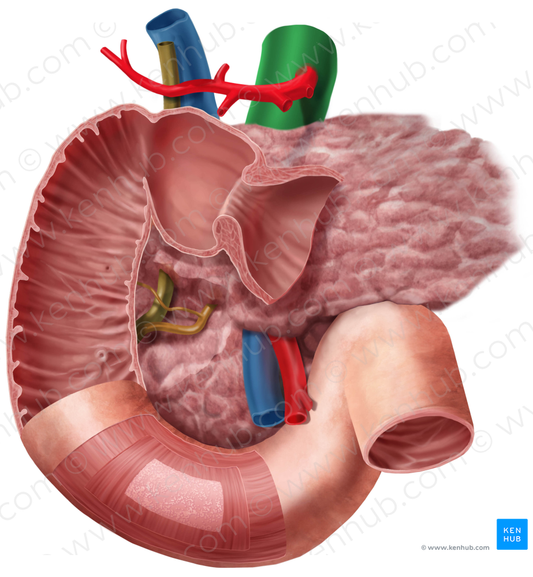 Abdominal aorta (#710)