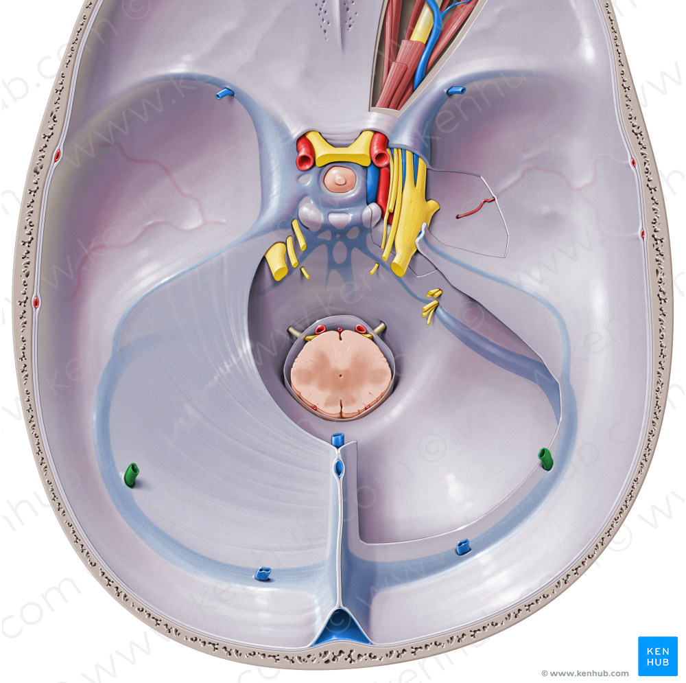 Inferior cerebral veins (#10154)