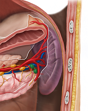 Splenic lymph nodes (#7110)