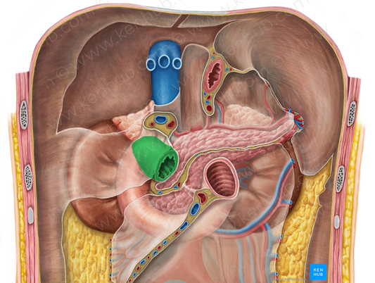 Superior part of duodenum (#7794)