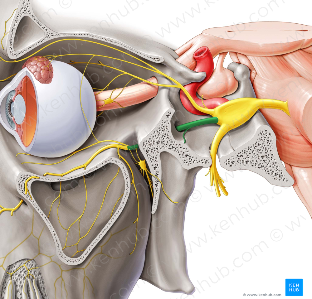 Maxillary nerve (#6556)