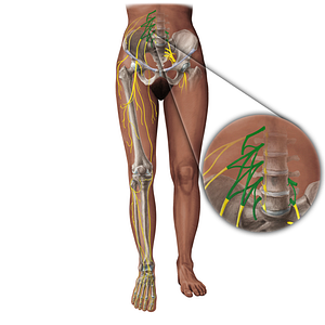 Lumbar plexus (#19351)