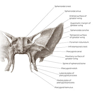 Sphenoid bone (anterior view) (English)