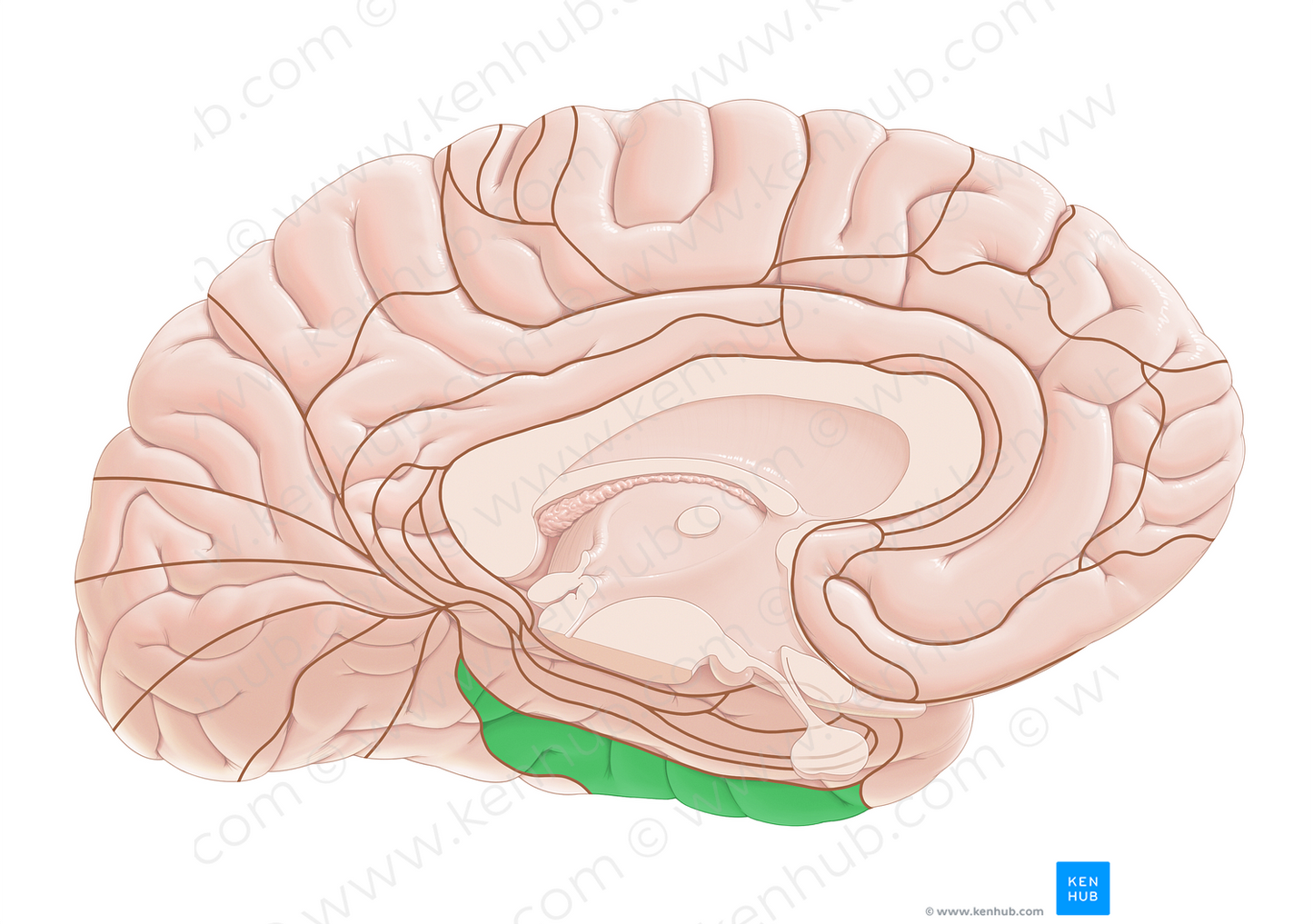 Brodmann area 20 (#17970)