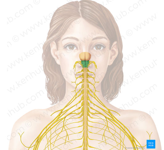 Medulla oblongata (#5004)