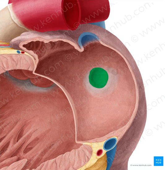 Valve of foramen ovale (#9915)